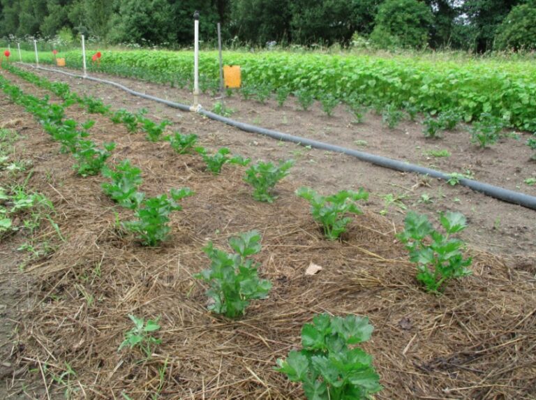 fértilisation du céleri rave par mulch d'herbe