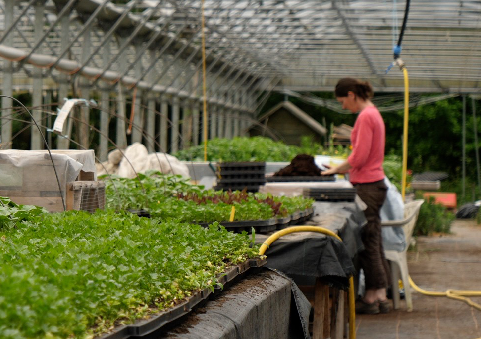 Biopousses un espace test agricole biologique dans la Manche